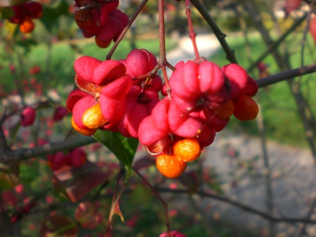 Euonymus europaeus fruit